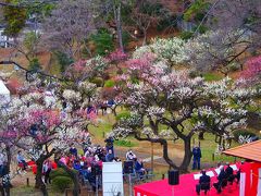 大倉山梅林と菊名のイタリアン。東急東横線に乗って春を探しに。