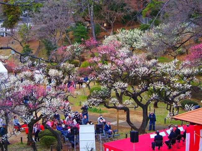 2020年の横浜・大倉山の観梅会は２月21と22日。<br />コロナウィルスのニュースが否応なく耳に入り、人が集まる場所へ出向くのは気が引けるんですがさりとて、世間は三連休。<br />どこへも出かけないと言うのもつまらない。<br /><br />東急東横線の大倉山駅の梅園の観梅会が開かれていることを思い出し、出かけてみました。<br />ここ何年も最初の花見はここ大倉山の梅園。<br />そして各地の桜、五月、菖蒲etc.と続き、今年もまた暑い夏が来るんだろうなあ。<br />今年は暖冬なので梅の開花も例年よりも早いようです。<br />桜の開花も早くなるかもしれませんね。<br /><br />さて、花もいいが団子も忘れるわけにはいかない。<br />大倉山の隣の菊名という駅に猫好き夫婦が営む猫丸食堂という滅法評判の良い食堂があることは聞いていた。<br />本来ならば梅を見た後に突撃して一杯、と行きたいところですが残念ながら土曜日は昼営業のみ。<br />ならば、猫丸食堂で昼ビールを楽しんでそれから梅を見ようと脳内決議。<br /><br />コロナウィルスもなんのその、<br />東横線に乗って小さな春の旅、出かけてきました。