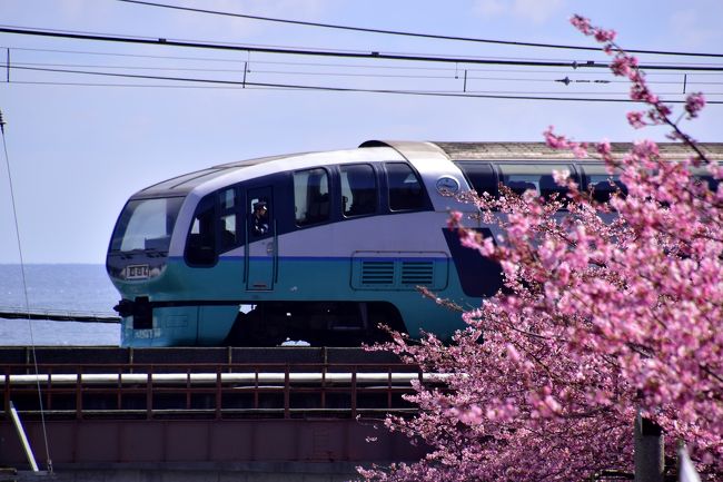 伊豆の地に咲き広がる早春の河津桜を見に片瀬白田に訪れてみました。