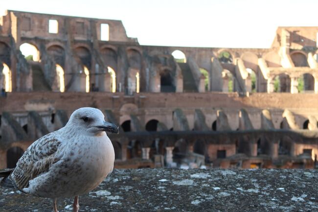 イタリア・ローマとフランス・パリの歴史を感じながら訪問した旅行記です!<br /><br />2月13日午前:日本出発<br />同日夜:ローマに到着<br />14日15日:ローマ観光<br />16日:パリへ移動、観光<br />~2月18日:パリ観光<br />19日:空港に行く前にヴェルサイユ→飛行機<br />20日:帰国!!<br /><br />という日程で訪問しました!<br />【観光POINT】として旅行をする中での様々なポイントも紹介しているのでぜひ参考にしてください!<br />また、史実を間違えて書いているところがあるかもしれませんのでご注意ください。<br />載せている写真はCanonのPowerShot G7 X Mark Ⅱ を使いました!素人にも綺麗な写真がわかりやすい操作性で撮れます!<br /><br />《私はアジア人差別には全く合わず、現地の方皆さんとても優しく、フレンドリーに接していただきとても楽しい旅になりました》<br /><br />今回はそのPart2です!<br />8:30-9:30 コロッセオ<br />9:50-11:30 フォロ・ロマーノ、パラティーノの丘<br />11:45-12:15 真実の口<br />14:20-15:20 カラカラ浴場<br />16:15-16:30 パンテオン<br />17:30-18:00サン・ルイージ・デイ・フランチェージ教会<br />という旅程です!予定の大幅変更で大変な1日でした(^_^;)