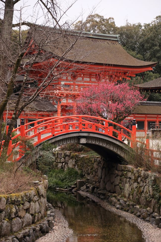 ２日目は龍安寺・金閣寺・下鴨神社・銀閣寺を散策。<br />龍安寺の次はバスで直ぐの金閣寺へ<br />さすが金閣寺は修学旅行の学生などで混んでいました。<br />金閣寺から又バスに乗車し、下鴨神社を参拝し、近くの出町ふたばで<br />豆大福と桜餅を購入、出町ふたばも空いていました。