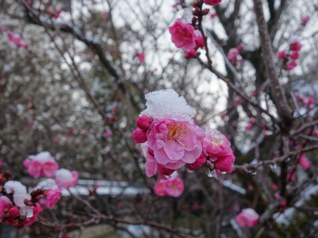 北野天満宮で梅を見たので，次は，梅宮大社です。早朝に雪が舞ったので，うっすら雪化粧した梅の花になりました。