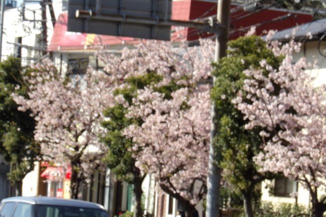 　玉縄桜が河津桜と同じ頃に開花する早咲きの桜（https://4travel.jp/travelogue/11465410）であることを5年前（https://4travel.jp/travelogue/10988688）に認識し、昨年に再認識したのであるが、桜好きの私にとってはこれまでに見た桜の中では今いちで、「綺麗ではない桜」という認識がある。また、玉縄桜の開発も受け入れがたいもの（https://4travel.jp/travelogue/10988696）である。そうは言っても桜には罪はない。<br />　大船駅西口にある3本の玉縄桜の桜並木は満開である。玉縄桜が綺麗には見えないのは花弁に艶（つや）がなく、そのために見た目が艶のない、艶やかさがない桜の花に見えるからであろうか。それ故に、河津桜が関東から関西までに広がっているのに対し、玉縄桜が鎌倉市内や鎌倉と所縁のある場所にしか植えられていないのであろうか。<br />（表紙写真は大船駅西口の玉縄桜の桜並木）