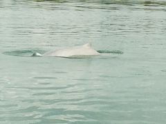 カンボジア（クラチェのメコン河)ドルフィンヴァッチグ カムビ村（Kampi)