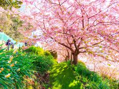 春は河津桜を見にアグリパーク嵯峨山苑へ