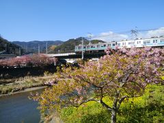 連休パス二日目は、伊豆へ河津桜と下田散策にちょっとだけ熱海梅園