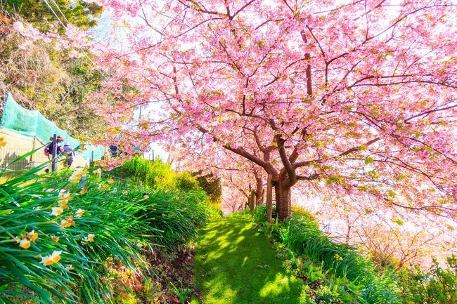 神奈川に住んでいる私はここ数年春を早めに感じにアグリパーク嵯峨山苑に訪れています。<br />時期的に少し遅いかもしれませんが２月の３連休に今年も行ってみましたので宜しかったらご覧ください。