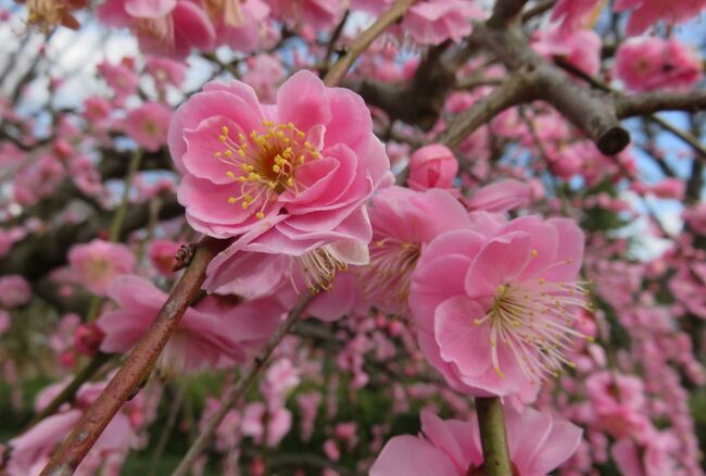 名古屋市農業センターの、蕾から七分咲になった枝垂れ梅の紹介です。クロッカスの花が咲き始め、椿の花も見頃でした。ニホンズイセン(日本水仙)はピークを超えましたが、その後に咲いたキズイセン(黄水仙)が見頃でした。