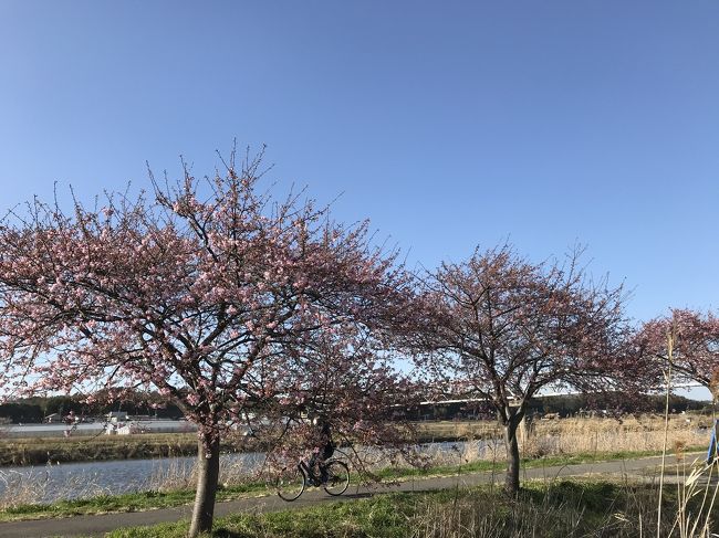 花を求めて⑯ 河津桜