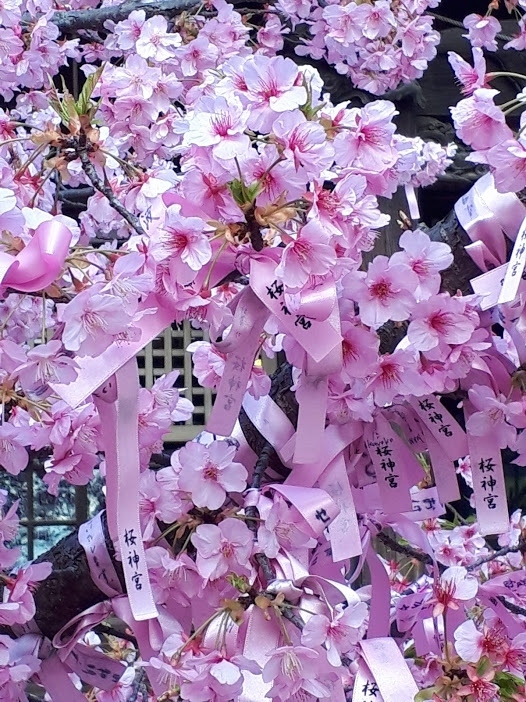 満開の河津桜を見に、東急田園都市線桜新町駅から徒歩2分の所にある桜神宮に行ってきました。<br /><br />こちらには縁結びの桜の木があり、ピンク色のリボン（花帯）を願いを込めて結びつけることができるのです。<br />また、立春から4月30日まで限定の桜の御朱印をいただけるそうなので、御朱印集めをしている方はぜひこの季節に参拝されるといいですよ。