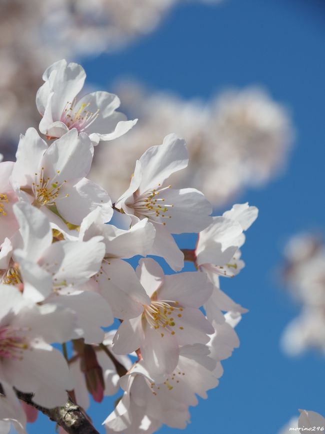 大船フラワーセンターで生まれた早咲きの「玉縄桜」が例年よりも10日ほど早く見頃を迎えており、園内では桜と梅が咲き競っているとの新聞記事を見て、出掛けてきました。<br /><br />周辺の地名にちなんで命名された玉縄桜は、ソメイヨシノをもとに、約50年前に誕生した同園オリジナル品種。<br />淡いピンクの花はソメイヨシノそっくりですが、早咲きで開花期が長いのが特徴。<br /><br />園内にある樹齢51年の原木は、昨年9月の台風15号で根元から倒れてしまいましたが、根が乾燥しないようにシートで覆ったり、弱った根に負担を掛けないように枝葉を整理し、添え木で支えて植えなおすなどの手当ての結果、無事に花芽が膨らみ、開花を迎えたそうです。