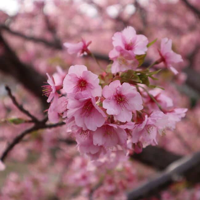 毎年恒例、河津桜を見に河津町へ～<br />今年は暖冬のため開花が早く満開を少し過ぎてしまいましたが、それでも綺麗な河津桜を楽しむことができました♪