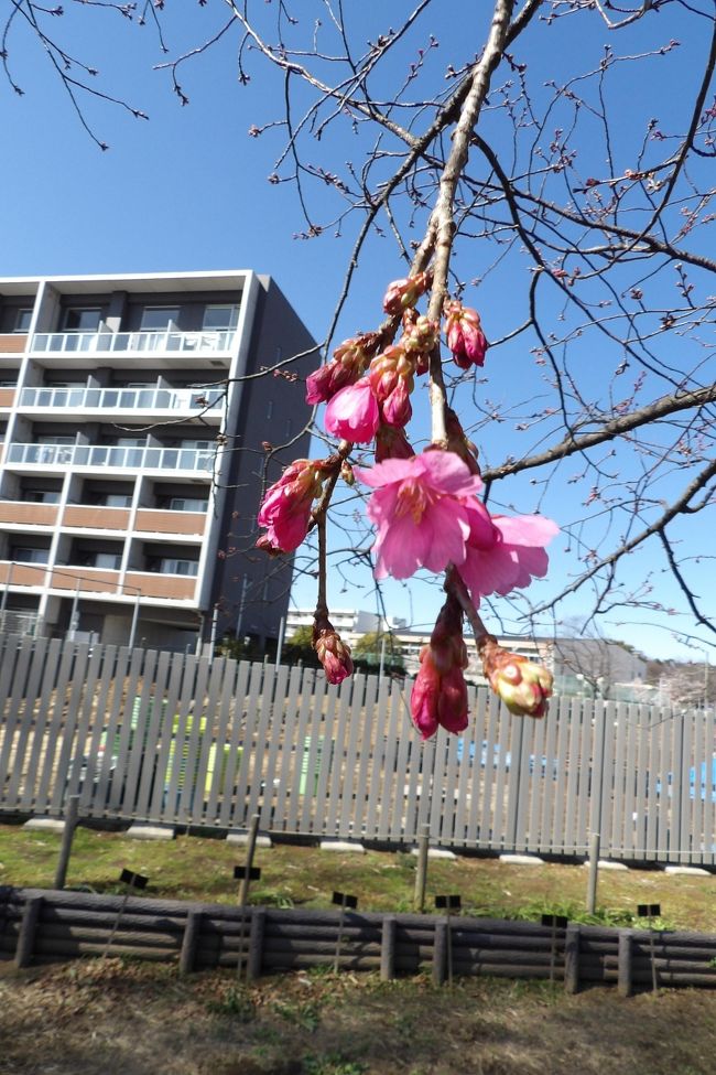 日比谷花壇大船フラワーセンターには大寒桜(おおかんざくら)と大寒桜の実生(みしょう)の桜の木がそれぞれ1本づつ植えられており、看板が立てられている。それを見て、実生が「みしょう」と読むことを初めて知った。平成23年(2011年)以来、Webで調べて「実生」を使って来ているが、ふりがなが付いていることは一度もなかった。しかし、こうした園芸や植物分野では「実生」を「みしょう」と読むことは常識であるという。一般の日本人が正しくは読めない漢字「実生」にかなを振るべきであると思うが、振らないことには呆れてしまった。<br /> その大寒桜の実生には濃いピンクの花が咲き出しており、一方、大寒桜には非常に薄いピンクの花が咲いている。大寒桜の実生の看板には「花色が濃紅色になることから大寒桜の形質が入っているのがよくわかります。」とある。この看板の内容が全く理解できない。<br /> そういえば、伊豆・土肥桜(https://4travel.jp/travelogue/10414394)にもこうした2種類の花の形状や花色のものがあり、名前で区別をしていない。<br /> おおらかというか、いい加減なものだ。桜の花も年毎に違いが大きいというのか?<br />(表紙写真は大寒桜の実生(みしょう))