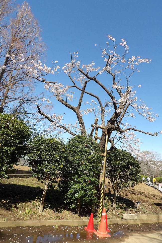 　日比谷花壇大船フラワーセンターで玉縄桜を眺めていると、桜好きの女性が来て、「玉縄桜は綺麗ではない桜」というと同意してくれ、「残念な桜」と呼んだ。なるほど。早咲きの桜ということでは有名な河津桜と同じ時期に開花するのであるが、艶（つや）のない染井吉野よりも白っぽく桜色が乏しい玉縄桜は残念な桜花である。<br />　それ以上に、その前に品濃桜（https://4travel.jp/travelogue/11602971）が存在していたにも拘わらず、そうした前例を何も調査せずに玉縄桜を品種登録している。県税の無駄使い（https://4travel.jp/travelogue/10988696）である。<br />　さらに、桜に付ける名前としては傍を流れる柏尾川に因んだ「柏尾桜」が最初に上がったが、「答え一発、…。」の電卓CMが全国的に知られており、「柏尾桜」の案は消え去った。桜の名前には地名やその特徴が付けられるのが普通であるから、川の名前を採った「柏尾桜」では川の上流域に横浜市戸塚区柏尾町・上柏尾町があるためにこの地名の場所が発生地と間違われてしまったであろう。この玉縄桜の開発に携わった人たちのレベルの低さも「残念な桜」の要因である。<br />　また、江戸時代初期までは玉縄城があったが、元和の一国一城令で元和5年（1619年）に廃城となっている。玉縄村の村名も明治以降の町村合併で消滅し、玉縄の地名は無くなっていた。しかし、玉縄桜の開発が始まる（昭和44年（1969年））より前の昭和40年（1965年）頃に玉縄1～5の町名が新に生まれている。<br />　では「大船桜」はと言うと、大船は柏尾川左岸にある町名であり、大船フラワーセンターは柏尾川右岸にある。「大船桜」は当事者には受け入れられなかったのであろう。<br />　ところで、「鎌倉」を冠する名前はといえば、江戸時代以前から八重桜や八重一重咲分け桜（御車返し）が鎌倉にある桐ヶ谷の字名で呼ばれている。したがって、見すぼらしい玉縄桜に「鎌倉」を冠することは避けられたのであろう。<br />　さらに残念なことに、昨年の台風15号で玉縄桜の原木は「根元から折れてしまい」、多くの枝を払って復活することが期待されている。今年はその原木に花が咲いている。しかし、枯れてしまうかも知れない。<br />　さらに、残念なことがある。玉縄桜は知名度がなく、人気もない。河津桜で集客に成功している伊豆・河津町や県内の松田町、三浦海岸などがある。そのために、玉縄桜の桜並木を造っても、集客は望めないだろう。そのことはここ大船フラワーセンターの運営が神奈川県から日比谷花壇に移って、表面化してきているようだ。ここ大船フラワーセンターには花を付けた河津桜の苗が1ダースほど植樹を待っている。植物園では桜の木の移植には失敗しないであろうから、数年後にはここ大船フラワーセンターでは早咲きの桜といえば、玉縄桜よりも河津桜の本数が多くなっているであろう。<br />　残念な桜・玉縄桜は最初から残念な経緯を辿り、遂には早咲きの桜としては消滅してしまう可能性も出てきているのだ。<br />（表紙写真は玉縄桜の原木）