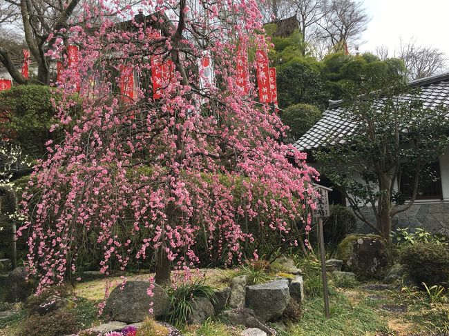 西国三十三所のバスツアーに参加して大阪奈良のお寺にお参りしてきました。コロナが心配される中、中止になるのではないかと思いましたが、催行。みんなマスクをしての参加でした。<br />５番葛井寺６番壺阪寺７番岡寺８番長谷寺と番外法起院の五ヵ所をお参りしきました。ずっと関西に住んでいて、有名なお寺ばかりなのに、5ヵ所とも初めてお参りするお寺でした。一日に5ヵ所を訪れると頭の中は飽和状態。だいぶん忘れかけていますが、備忘録として残しておきます。<br />