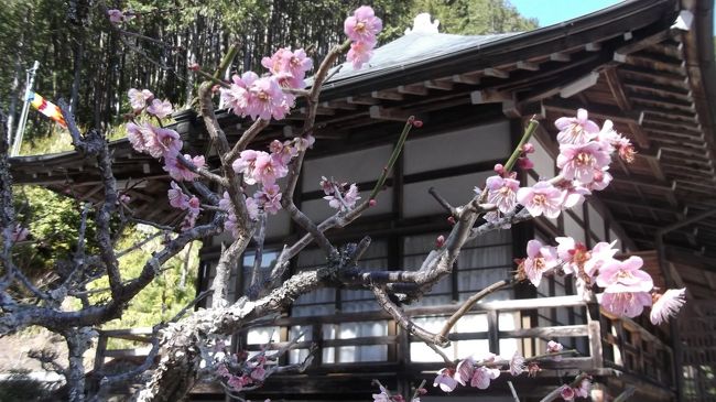 安倍城跡と洞慶院の梅