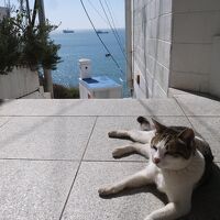 初めての釜山　青い海と空とにゃんこ