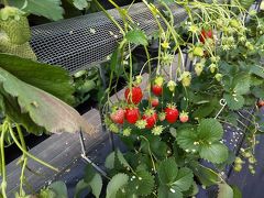 山陽小野田へいちご狩り