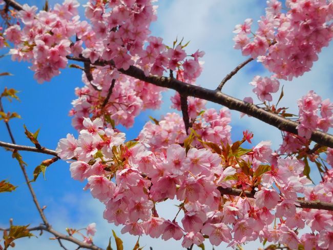 数年来の念願が叶って、初めて河津桜を見に東伊豆の河津町を訪れることができた。<br />急遽思い立って、滑り込みセーフで宿を押さえたのは3週間前のこと。<br />そこから1泊2日の行程で、どう伊豆の旅を満喫しようか思案する楽しみを過ごし・・・<br />ところが当初の予定日の2/22(土)は雨の確率80％前後との週間予報に一喜一憂し。<br />雨に降られること前提で、そして例年必ず巻き起こされると噂の「河津桜渋滞」をどう回避し駐車場にありつけるかに胃が痛くなる思いを抱えつつの旅の始まり。(苦笑)