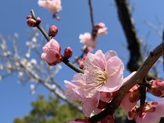 桐生から　ポカポカ春の梅だより