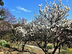 ２０２０年２月　神戸市立須磨離宮公園の梅を鑑賞します。！