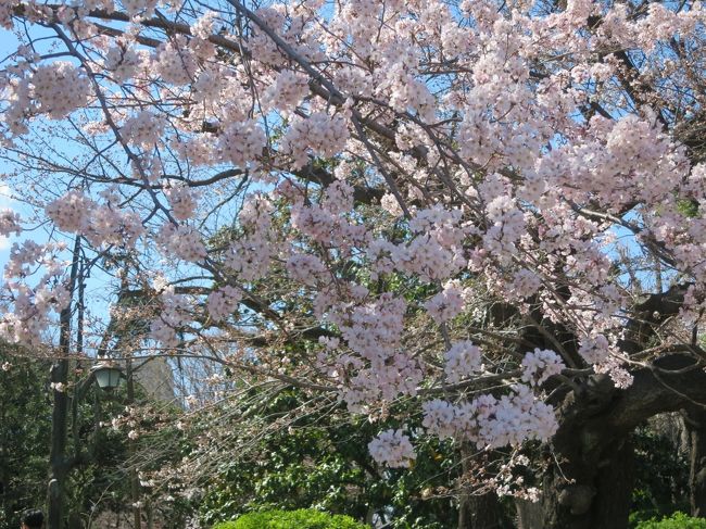 春がやってきました。お酒は飲みませんが、東京の桜の名所「上野公園」でお花見です。