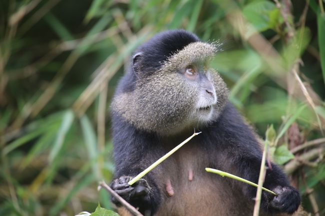 ウガンダ・ルワンダ　マウンテンゴリラとナイルの源流　⑥ヴォルガン国立公園ゴールデンモンキー・トレッキング