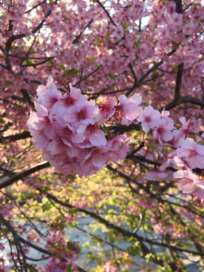 今年からの令和天皇誕生日の三連休最終日にようやく嫁さんと休みが重なったんで、伊豆まで日帰り温泉と少し足を飛ばして河津桜を見に(^_^)<br /><br />帰りの渋滞外してゆっくり帰ったつもりやったけど、真鶴自動車道で大渋滞(&gt;_&lt;)<br /><br />新型コロナウィルス騒ぎもあるけど、やっぱり三連休舐めたらアカんなぁ(^_^;)