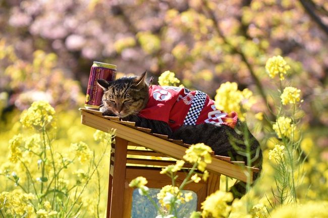 河津桜のﾋﾟﾝｸと菜の花の黄色が青空に映ぇ～！春はすぐそこ！でもやっぱり花より団子です(^^;