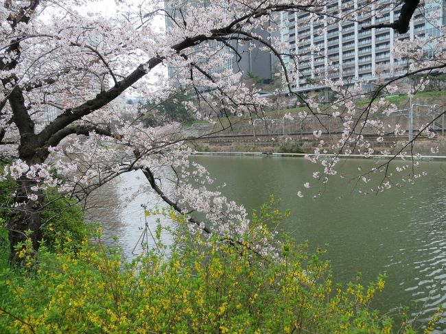 寒の戻りのお陰で、桜が散らないでくれたので、先週の上野公園に続いて、四谷から神楽坂まで、江戸城外濠沿いの桜を楽しむことができました。