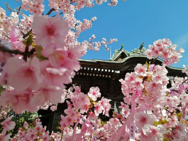 東京の桜新町にある桜神宮の河津桜が見ごろになったので行ってきました。<br /><br />★散歩ルート<br />桜新町駅→桜神宮（御朱印）→雪うさぎ（かき氷）