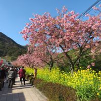 2020年春・河津桜観光　～河津町、南伊豆町のさくらまつり～