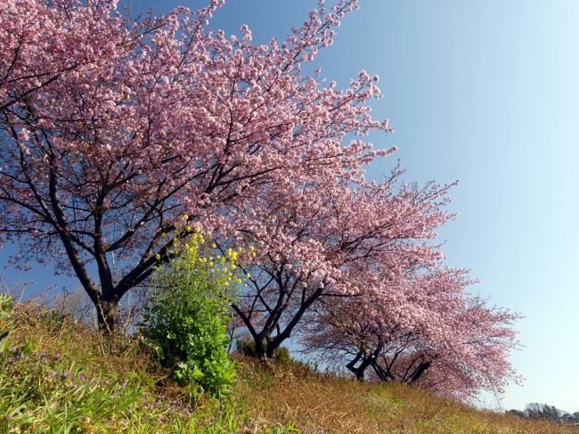 深谷市の「榛の森公園」を、前回(2月18日)から6日後、2月24日に再訪しました。前回、咲き始めだった河津桜は開花が進んでいて、樹によって(場所によって?)差はありますが、見頃が始まっていました。開花は、3分から6分位だと思います。河津桜は花が長持ちしそうなので、まだ楽しめると思います。
