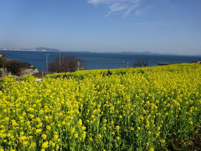 久しぶりに鞆の浦へ行ってみました。相変わらずの駐車場満杯で一苦労しましたが、春うららの中の散策は気持ちのいいものでした。お雛様をあちこちのお店で飾っていて、春の気分満載。そしてここに来たら鯛飯でしょうということで「千とせ」へ。美味しかったです。<br />すぐ近くに菜の花畑があるというので寄ってみることに。３月８日がお祭だそうですが、満開でした。黄色の鮮やかな菜の花が、いい香りで咲いています。そして海の青とよく似合います。