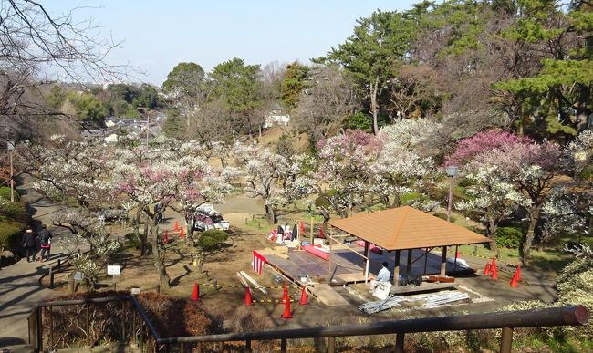 大倉山公園梅林　２０２０