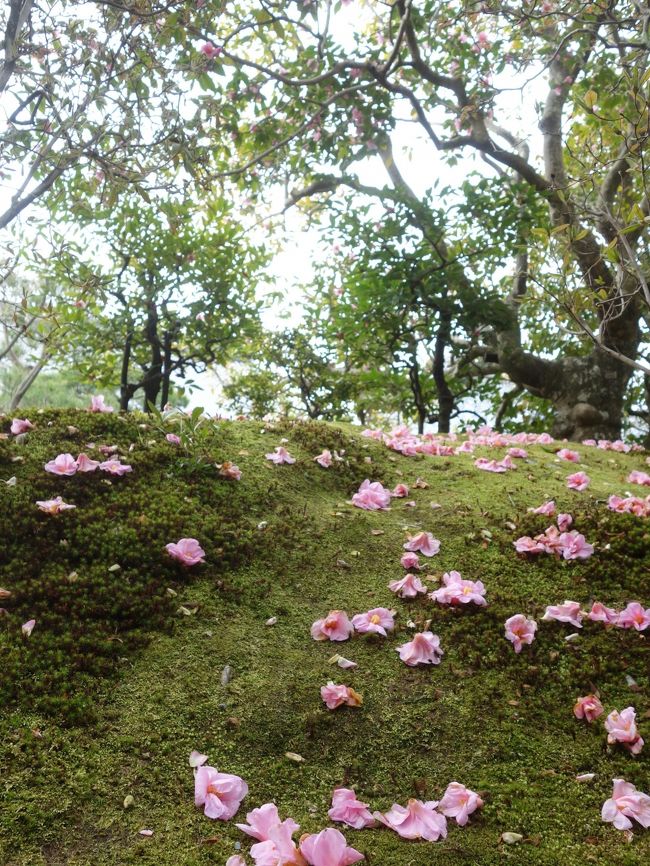 ひさしぶりで,等持院で椿を愛でました。「落ち椿」という言葉があるようです。