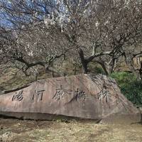 湯河原温泉：幕山公園・梅の宴開催中