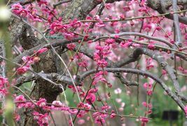 2020新春、蕾から七分咲の枝垂れ梅(5/7)：名古屋市農業センター(5)：枝垂れ梅、竹林