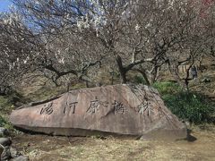 湯河原温泉：幕山公園・梅の宴開催中