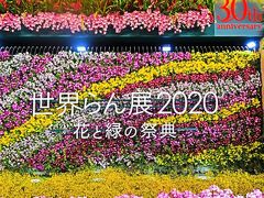 世界らん展-1　2020年：開催30回目　☆オ－キッド ゲート・～桜蘭（おうらん）～展示