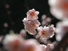 満開の梅、負けじと桜も咲いちゃった？！～春満喫の島根・浜田ドライブ♪～