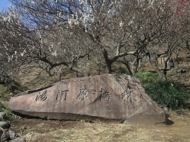 湯河原梅林の梅を観に行きました。「幕山公園」で「梅の宴」が開催されています。期間は、２月１日から３月８日までと長期間で、出かけた２４日は中間日位です。「梅の花」は満開に近い見頃でした。祝日ともあって、新型コロナウイルスが警戒されているにも関わらずニギヤカでした。<br />　前日の２３日は「万葉公園」を散策して「ホテル四季彩」に宿泊。今日はホテルのシャトルバスで、JR「湯河原駅」へ。駅前から幕山公園行きのバス（260円）で「湯河原梅林」へ向かいました。実は前夜から梅園がライトアップされる情報がはいりましたので、ホテルでの夕食を早めに済ませてから湯河原駅へ行きましたが、「幕山公園」へと行くのにバスがありません。夕刻で終わり。TAXを使ってまではと思いましたので、夜間の道をホテルまでトボトボと歩いて帰りました。　<br />　この旅（度）は、「万葉公園」の散策と「幕山公園」の「梅の宴」を満喫できましたので満足です。湯河原駅前の「一番亭」・「餃子とラーメン」が売りでリーズナブルです。<br />