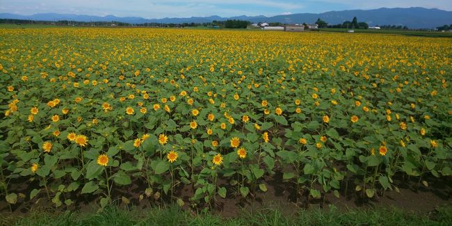 ひまわり畑と、冷汁と、青島と。<br />見たいところをピンポイントで短縮宮崎の、ひとりたび。