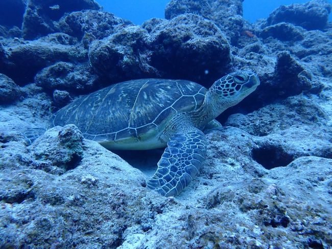 6回目の石垣島ひとり旅(2)