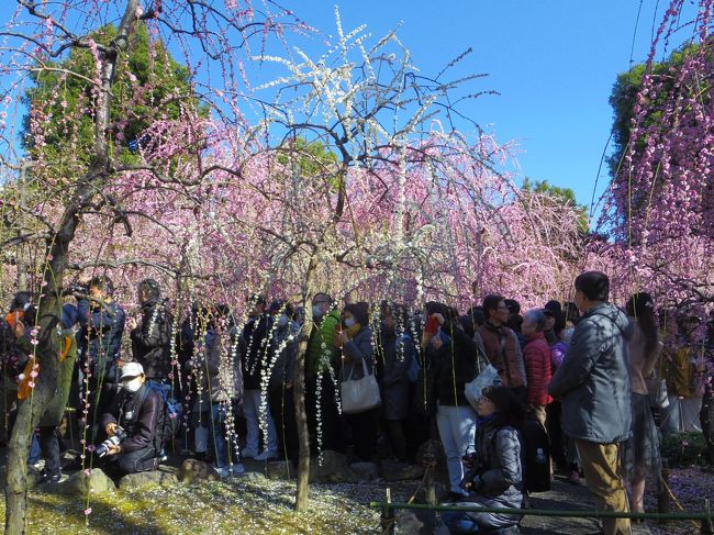 12月に手配した２月の三連休の京都旅行、2月の京都は雪の金閣寺が見れるチャンスがあるかもしれないと思ったのに暖冬。でも2月は梅が咲き始めるので梅の名所へ行こうと思っていました。これは暖冬が幸いして城南宮の枝垂れ梅が満開との情報があったので、2月24日に行ってきました。<br /><br />京都旅行の3日目ですが、城南宮の枝垂れ梅の情報が古くならないうちに最初にＵＰします。<br />