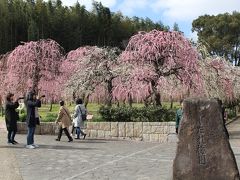 綺麗なしだれ梅を見に行きました。