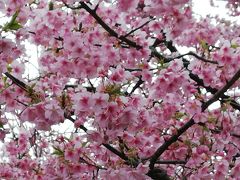 松戸市　坂川の河津桜が満開です。