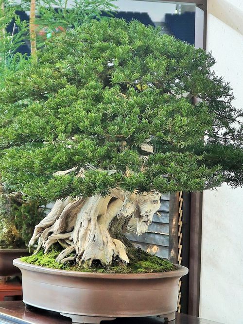 世界らん展10 盆栽 一位・真柏・橘・寒椿 ☆盆栽作家（木村正彦