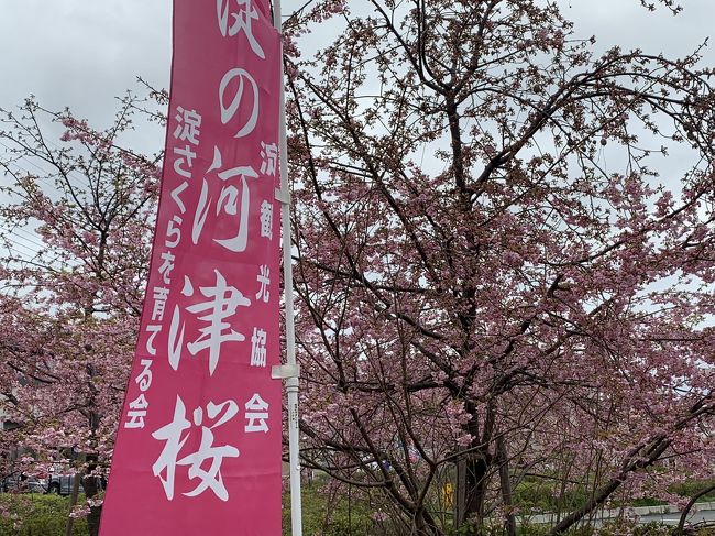 See the Kawazu cherry blossoms from Kyoto Yodo Station! Spring is coming soon!