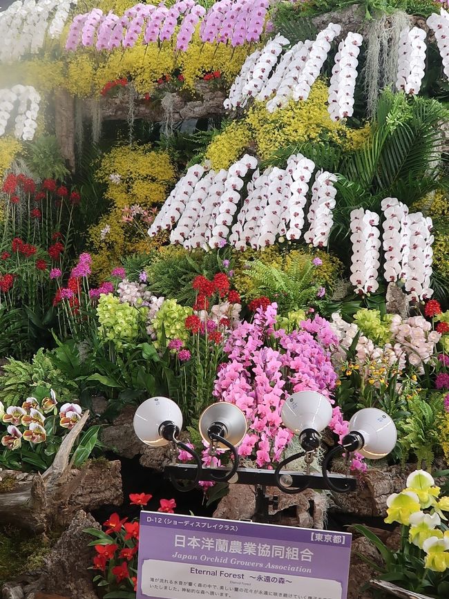 <br /><br /><br />世界らん展2020　については・・<br />https://www.tokyo-dome.co.jp/orchid/<br /><br />世界らん展－花と緑の祭典－は、日本における大規模国際園芸展示会であり、代表的な蘭展。 <br />毎年1回、2月中旬から下旬、東京都文京区の東京ドームで開催される。&lt;展示には洋蘭、東洋蘭（シュンラン、カンラン等）、日本の蘭（エビネ、セッコク等）など、世界約20ヶ国から約3000種10万株のラン科植物を中心に様々な植物が集まる。<br />全5部門に分けて作品を審査し、賞金総額は最大 1153万円である。<br />【部門3】ディスプレイ部門<br />審査対象：蘭を主体としたディスプレイを審査。<br />愛好家クラス選出法：愛好家団体による作品の中からトロフィー賞を選出し、そこから部門賞が最大14作品（最優秀賞1・優秀賞1・優良賞2・奨励賞10）選出される。　賞金：部門総額最大720万円<br />（フリー百科事典『ウィキペディア（Wikipedia）』より引用）<br /><br />受賞作品　については・・<br />https://www.tokyo-dome.co.jp/orchid/lineup/contest/<br />